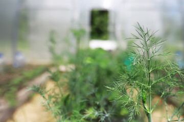 Close-up of Fresh Dill Plants in a Greenhouse with Blurred Background