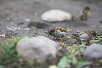 Small Birds Foraging on Ground Amid Rocks and Grass in Natural Habitat