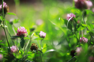 Close-Up of Pink Clover Flowers in Lush Green Meadow in Bright Sunlight