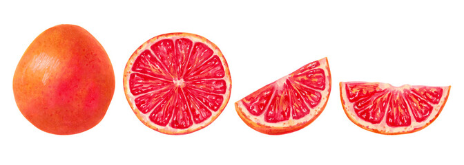 Collection of grapefruit whole with half and slice. Marker illustration in watercolor style. Eco-friendly orange fruit. Hand drawn isolated art. Healthy food design for food packaging, juice