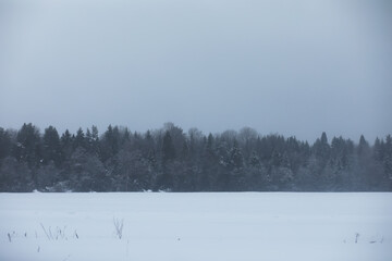Serene Winter Forest Landscape with Snow-Covered Trees and Overcast Sky