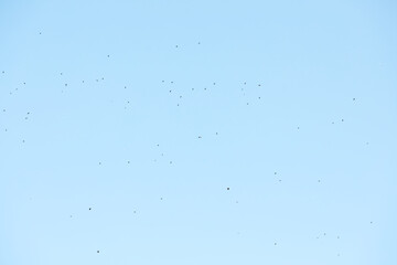 Flock of Birds Scattered Across Clear Blue Sky Underscoring Freedom and Natural Beauty in Minimalist Aesthetic