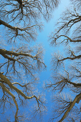 Winter Trees Against Clear Blue Sky - Bare Branches Reaching for the Clouds