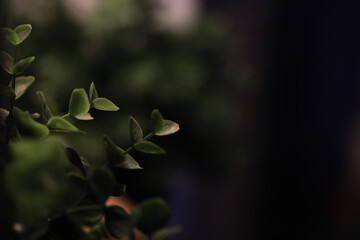 Close-up of Lush Green Leaves with Dark Background, Capturing Nature's Elegance