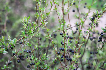 Black Berries on Branches in Nature: Vibrant Natural Bushes with Fresh, Ripe Berries