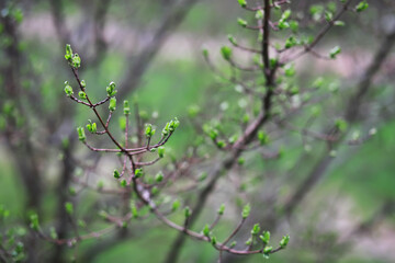 Early Spring Buds on Branches Signaling New Growth in Nature