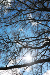 Sunlight Filtering Through Bare Tree Branches Against a Bright Blue Sky