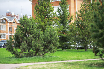 Fototapeta premium Modern Urban Green Space with Pine Trees and Red Brick Buildings in Residential Area