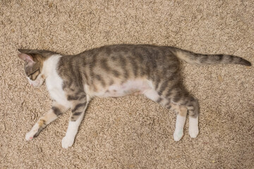 Fototapety na wymiar - Fototapeta24.pl