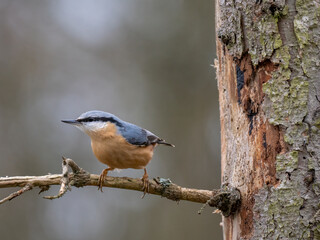 Kleiber (Sitta europaea)