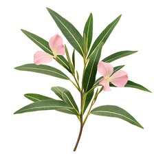 Fototapeta premium Oleander, Nerium in spring isolated on white, clipping path
