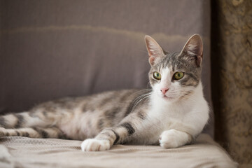 Posing Tabby Cat with Yellow Eyes Relaxing Peacefully