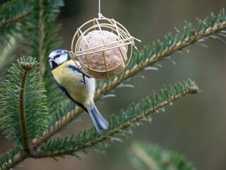Blaumeise (Cyanistes caeruleu)
