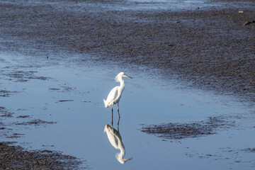 Snowy Egret (Egretta thula) in St. Marks Wildlife Refuge in Florida