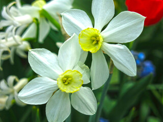 delicate narcissus bloomed in spring