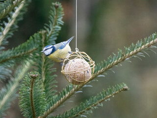 Blaumeise (Cyanistes caeruleu)