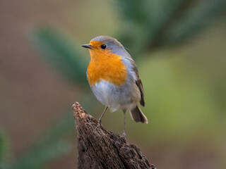 Rotkehlchen (Erithacus rubecula)