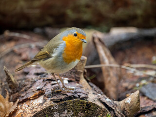 Rotkehlchen (Erithacus rubecula)