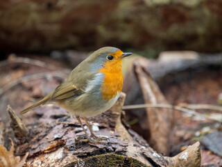 Rotkehlchen (Erithacus rubecula)