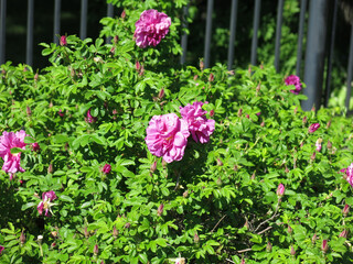 pink rosehip blooms in spring