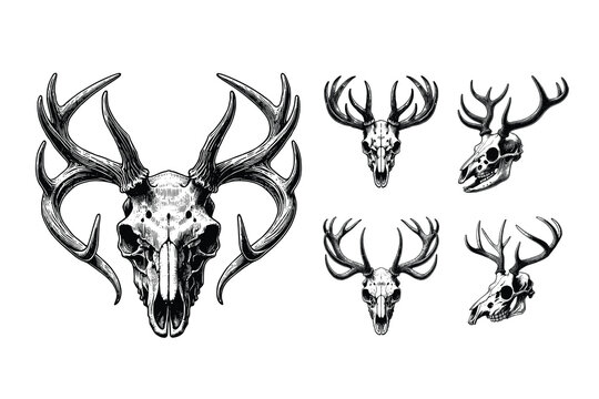 Schomburgk's deer head  skull vector handdrawn style