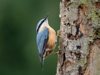 Kleiber (Sitta europaea)