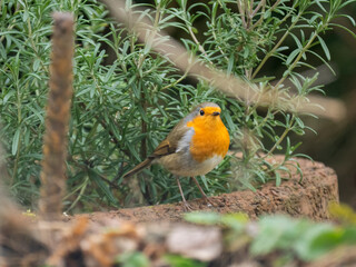 Rotkehlchen (Erithacus rubecula)
