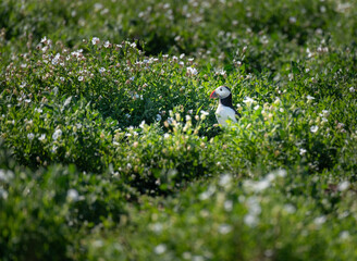 Puffin on the ground, Northumberland, England