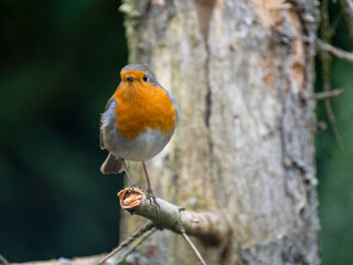 Rotkehlchen (Erithacus rubecula)