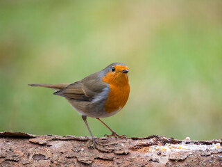 Fototapeta premium Rotkehlchen&nbsp;(Erithacus rubecula)