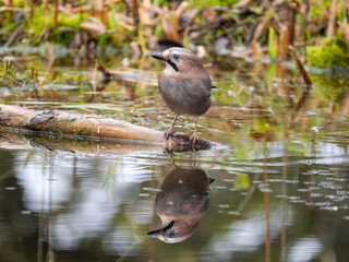 Eichelhäher (Garrulus glandarius)