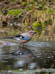 Eichelhäher (Garrulus glandarius)