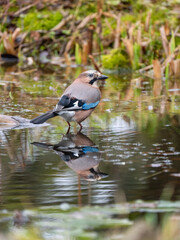 Eichelhäher (Garrulus glandarius)