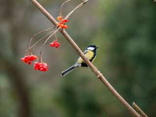 Kohlmeise (Parus major)