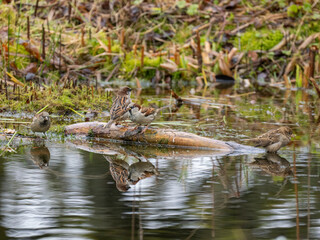 Haussperling (Passer domesticus)