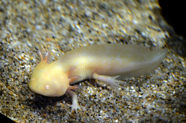 ウーパールーパー