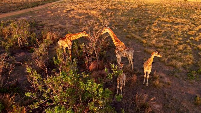 African giraffes eating leaves from tree in African bush at sunset, aerial arc