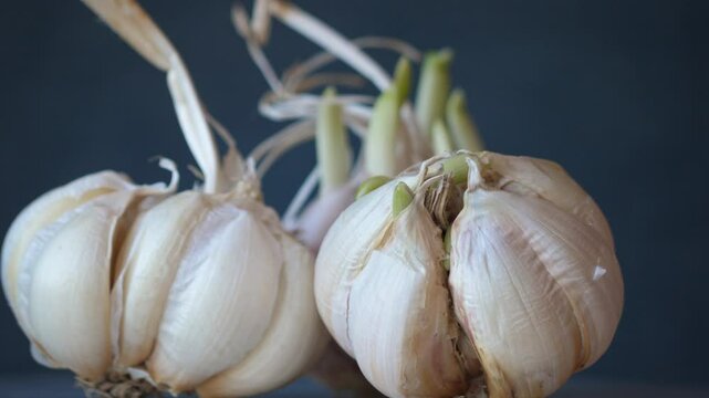 Studio shot of garlic germination period