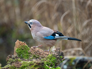 Eichelhäher (Garrulus glandarius)