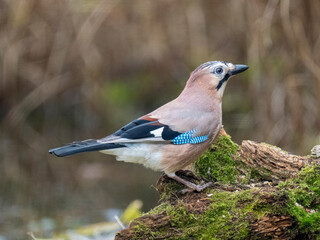 Eichelhäher (Garrulus glandarius)
