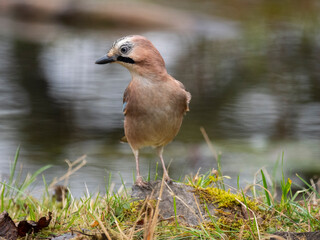 Eichelhäher (Garrulus glandarius)