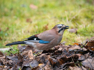 Eichelhäher (Garrulus glandarius)