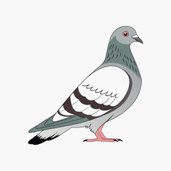 Pigeon vector for urban-inspired artwork. Featuring a detailed pigeon design.