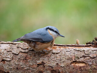 Kleiber (Sitta europaea)   