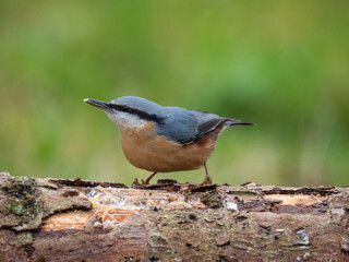 Kleiber (Sitta europaea)