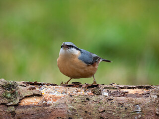 Kleiber (Sitta europaea)