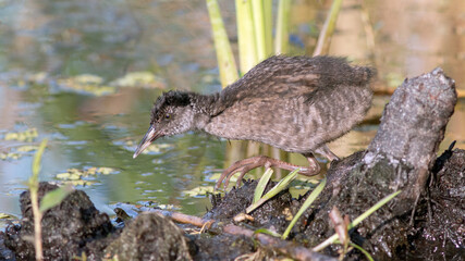bird in the grass