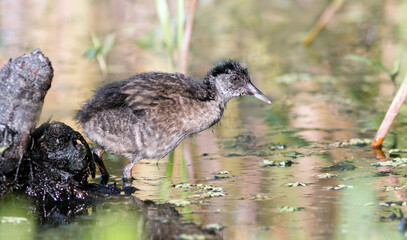great crested grebe