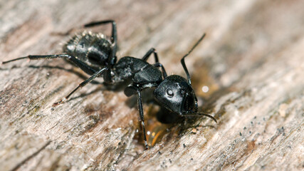 black ant on the ground