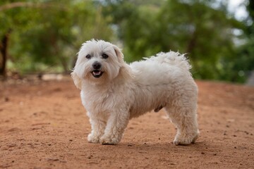 Fluffy white dog in a park setting